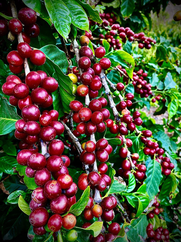 2025 Filoso Geisha - Anaerobic, Honey