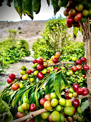 California coffee farm, tasting events, harvesting events, farm tours, agritourism, things to do in Ventura County, Unique Gifts, specialty coffee, luxury, farm events, fun things to do in Ventura County, Los Angeles County, Santa Barbara County
