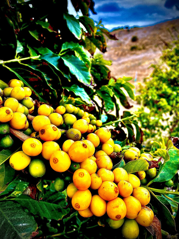 California coffee farm, tasting events, harvesting events, farm tours, agritourism, things to do in Ventura County, Unique Gifts, specialty coffee, luxury, farm events, fun things to do in Ventura County, Los Angeles County, Santa Barbara County