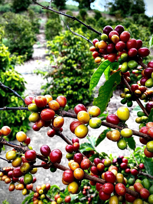 California coffee farm, tasting events, harvesting events, farm tours, agritourism, things to do in Ventura County, Unique Gifts, specialty coffee, luxury, farm events, fun things to do in Ventura County, Los Angeles County, Santa Barbara County