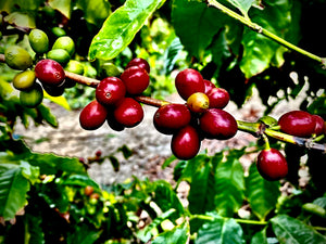 California coffee farm, tasting events, harvesting events, farm tours, agritourism, things to do in Ventura County, Unique Gifts, specialty coffee, luxury, farm events, fun things to do in Ventura County, Los Angeles County, Santa Barbara County