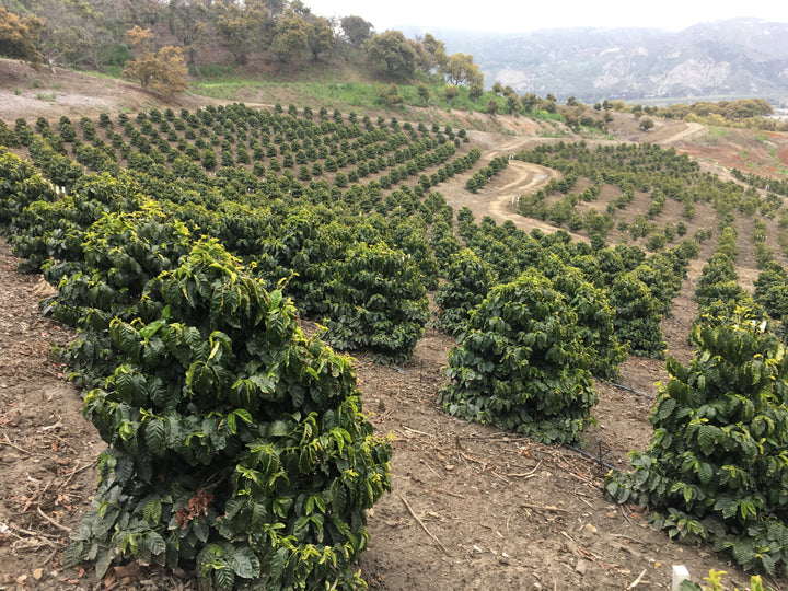 California coffee farm, tasting events, harvesting events, farm tours, agritourism, things to do in Ventura County, Unique Gifts, specialty coffee, luxury, farm events, fun things to do in Ventura County, Los Angeles County, Santa Barbara County