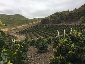 California coffee farm, tasting events, harvesting events, farm tours, agritourism, things to do in Ventura County, Unique Gifts, specialty coffee, luxury, farm events, fun things to do in Ventura County, Los Angeles County, Santa Barbara County