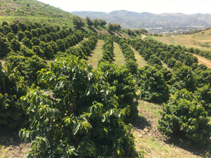 California coffee farm, tasting events, harvesting events, farm tours, agritourism, things to do in Ventura County, Unique Gifts, specialty coffee, luxury, farm events, fun things to do in Ventura County, Los Angeles County, Santa Barbara County